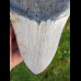 12,5cm polished farbreicher shark tooth of Megalodon