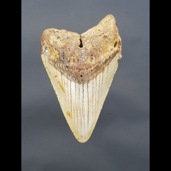 10,3 cm gut erhaltener shark tooth of Megalodon from USA