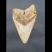 10,3 cm gut erhaltener shark tooth of Megalodon from USA