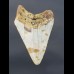 10,3 cm gut erhaltener shark tooth of Megalodon from USA