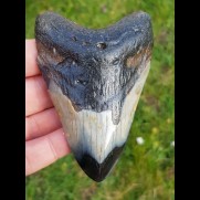 10,1 cm polished shark tooth of Megalodon from USA