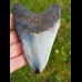10,1 cm polierter Haizahn des Megalodon aus den USA