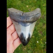 11,2 cm polierter Haizahn des Megalodon aus den USA