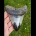 11,2 cm polierter Haizahn des Megalodon aus den USA