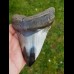 11,2 cm polished shark tooth of Megalodon from USA