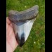 11,2 cm polierter Haizahn des Megalodon aus den USA