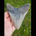 11,2 cm polished shark tooth of Megalodon from USA