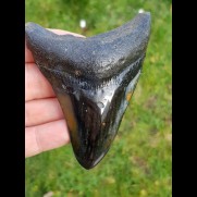 9,8 cm polierter Haizahn des Megalodonaus den  USA