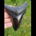 9,8 cm polierter Haizahn des Megalodonaus den  USA