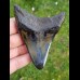 9,8 cm polished shark tooth of Megalodonfrom  USA