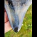 9,8 cm polierter Haizahn des Megalodonaus den  USA