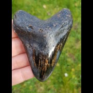9,0cm polished tooth of Megalodon shark