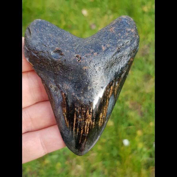 9,0 cm polierter Zahn des Megalodon Hai
