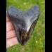 9,0 cm polierter Zahn des Megalodon Hai