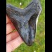9,0 cm polierter Zahn des Megalodon Hai