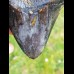9,0 cm polierter Zahn des Megalodon Hai