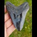 9,0 cm polierter Zahn des Megalodon Hai