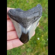 7,5 cm polierter Zahn des Megalodon 