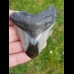7,5 cm polished tooth of Megalodon 