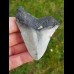 7,5 cm polished tooth of Megalodon 