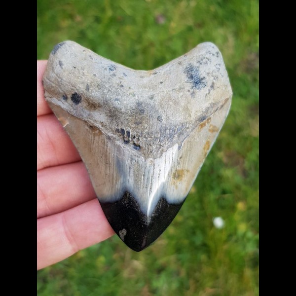 7,9 cm polished tooth of Megalodon shark