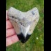 7,9 cm polished tooth of Megalodon shark