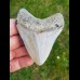 7,9 cm polished tooth of Megalodon shark