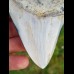 7,9 cm polierter Zahn des Megalodon Hai