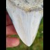 7,9 cm polished tooth of Megalodon shark