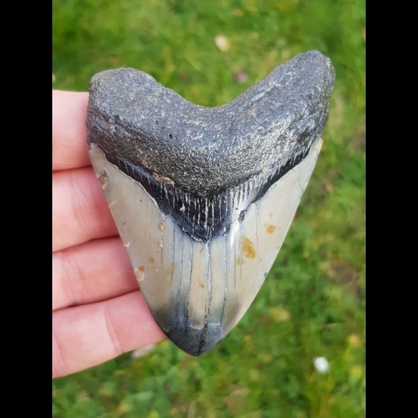 8,9 cm polierter Haizahn des Megalodon 