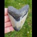 8,9 cm polierter Haizahn des Megalodon 