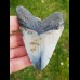 8,9 cm polierter Haizahn des Megalodon 