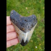 8,6 cm polished tooth of Megalodon shark