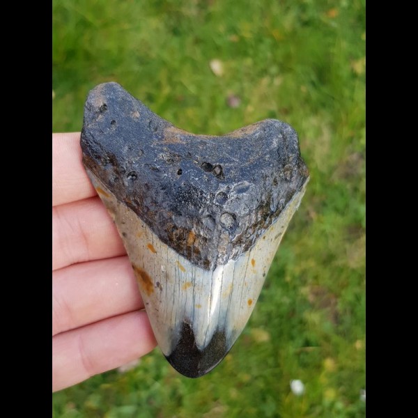 8,6 cm polierter Zahn des Megalodon Hai