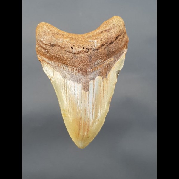 9,4 cm  großer Haizahn des Megalodon 