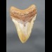 9,4 cm  großer Haizahn des Megalodon 