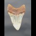 9,4 cm  großer Haizahn des Megalodon 