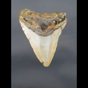 8,6 cm shark tooth of Megalodon