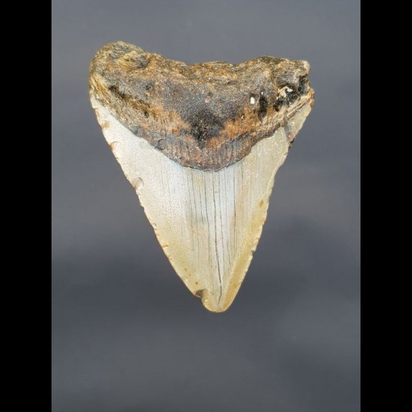 8,6 cm Haizahn des Megalodon