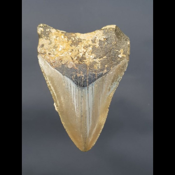 9,0 cm tooth of Megalodon shark