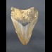 9,0 cm tooth of Megalodon shark