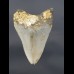9,0 cm tooth of Megalodon shark