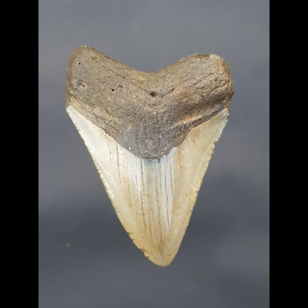 8,7 cm Zahn des Megalodon Hai