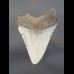 8,7 cm Zahn des Megalodon Hai