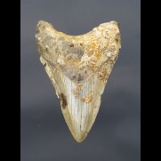 8,8 cm shark tooth of Megalodon