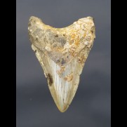 8,8 cm Haizahn des Megalodon