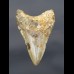 8,8 cm shark tooth of Megalodon