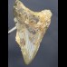 8,8 cm shark tooth of Megalodon