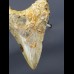 8,8 cm shark tooth of Megalodon