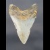 8,8 cm shark tooth of Megalodon